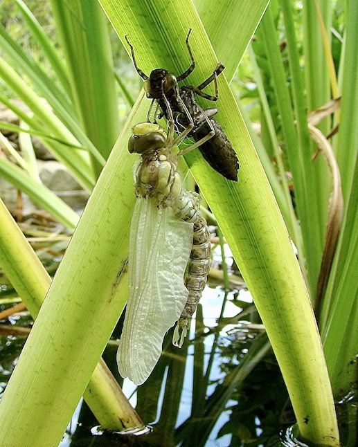 southern hawker